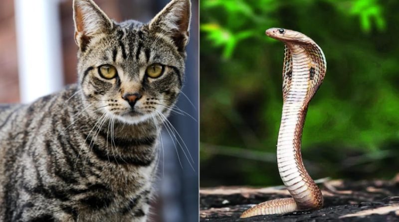 Vì sao mèo không sợ rắn? 1