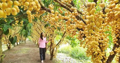 Khám phá 5 vườn trái cây ở Phong Điền, Cần Thơ trĩu quả 46