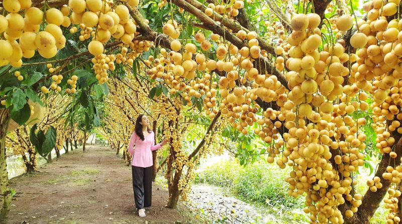 Khám phá 5 vườn trái cây ở Phong Điền, Cần Thơ trĩu quả 9