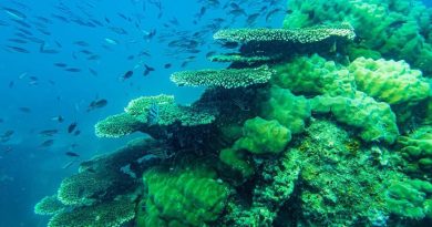 Du lịch Côn Đảo – thiên đường của hoạt động lặn biển 9