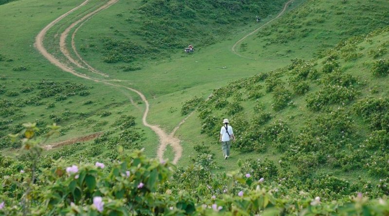 Ngắm nhìn thảo nguyên Sam Chiêm xanh ngút ngàn ở Bắc Kạn 13