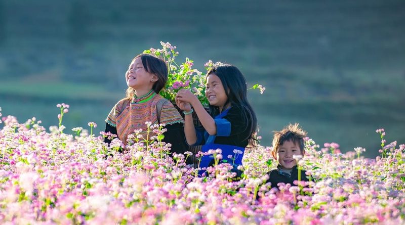 Chào đón lễ hội hoa tam giác mạch 2024 khai mạc vào tháng 11 tại Hà Giang 15